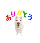 シベリアンハスキー・イコロの日常スタンプ（個別スタンプ：2）