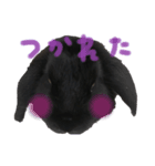 ロップイヤー あずきちゃん（個別スタンプ：3）