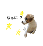 ジャックラッセルテリア 愉快な日常（個別スタンプ：22）