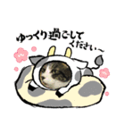 牛柄猫ここのスタンプ（個別スタンプ：1）