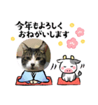 牛柄猫ここのスタンプ（個別スタンプ：5）
