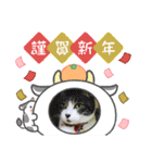 牛柄猫ここのスタンプ（個別スタンプ：7）