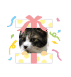 牛柄猫ここのスタンプ（個別スタンプ：8）