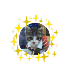 牛柄猫ここのスタンプ（個別スタンプ：9）