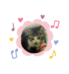 牛柄猫ここのスタンプ（個別スタンプ：11）