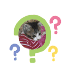 牛柄猫ここのスタンプ（個別スタンプ：14）