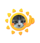 牛柄猫ここのスタンプ（個別スタンプ：15）