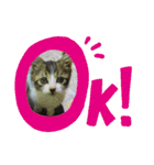 牛柄猫ここのスタンプ（個別スタンプ：16）