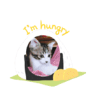 牛柄猫ここのスタンプ（個別スタンプ：17）