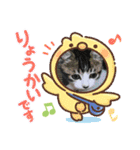 牛柄猫ここのスタンプ（個別スタンプ：19）