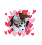 牛柄猫ここのスタンプ（個別スタンプ：20）