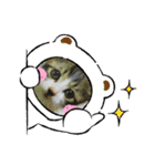 牛柄猫ここのスタンプ（個別スタンプ：22）