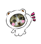 牛柄猫ここのスタンプ（個別スタンプ：23）