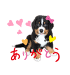 バリーNo.1（個別スタンプ：1）