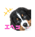 バリーNo.1（個別スタンプ：7）