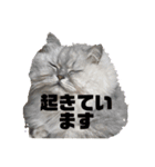 mr. mint 2（個別スタンプ：7）