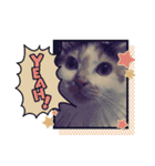 #初売りスタンプ にゃんneko3（個別スタンプ：5）