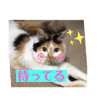 #初売りスタンプ にゃんneko3（個別スタンプ：8）