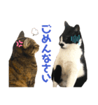 白黒猫、キジトラ・晴と麦の日常スタンプ（個別スタンプ：2）