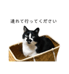白黒猫、キジトラ・晴と麦の日常スタンプ（個別スタンプ：3）