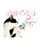 白黒猫、キジトラ・晴と麦の日常スタンプ（個別スタンプ：5）