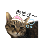白黒猫、キジトラ・晴と麦の日常スタンプ（個別スタンプ：6）