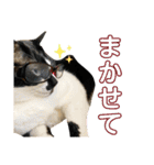 白黒猫、キジトラ・晴と麦の日常スタンプ（個別スタンプ：7）