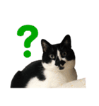 白黒猫、キジトラ・晴と麦の日常スタンプ（個別スタンプ：8）