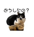 白黒猫、キジトラ・晴と麦の日常スタンプ（個別スタンプ：16）