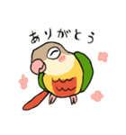 ウロコインコのくー（個別スタンプ：3）