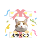 かりんちゃん（茶トラ白猫）（個別スタンプ：2）