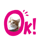 かりんちゃん（茶トラ白猫）（個別スタンプ：3）