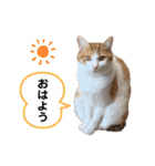 かりんちゃん（茶トラ白猫）（個別スタンプ：9）
