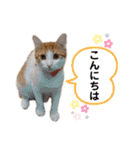 かりんちゃん（茶トラ白猫）（個別スタンプ：10）