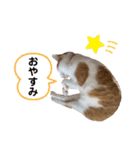 かりんちゃん（茶トラ白猫）（個別スタンプ：12）
