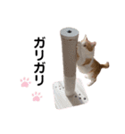 かりんちゃん（茶トラ白猫）（個別スタンプ：29）