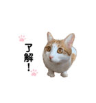 かりんちゃん（茶トラ白猫）（個別スタンプ：34）