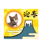 かりんちゃん（茶トラ白猫）（個別スタンプ：37）
