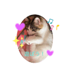 日常使えそうな猫スタンプ（個別スタンプ：1）