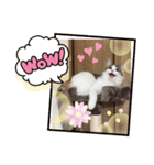 日常使えそうな猫スタンプ（個別スタンプ：3）