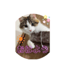 日常使えそうな猫スタンプ（個別スタンプ：4）