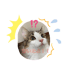 日常使えそうな猫スタンプ（個別スタンプ：5）