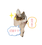 日常使えそうな猫スタンプ（個別スタンプ：7）