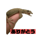 ペットのヤモリちゃん（個別スタンプ：2）
