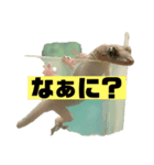 ペットのヤモリちゃん（個別スタンプ：5）