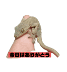 ペットのヤモリちゃん（個別スタンプ：6）