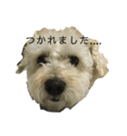 むーさんl（個別スタンプ：6）