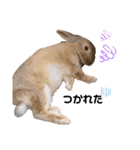 ずんもーすたんぷ（個別スタンプ：35）
