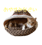 イケイケ虎蔵2（個別スタンプ：4）