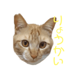 イケイケ虎蔵2（個別スタンプ：5）